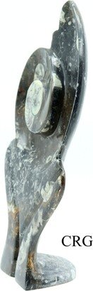 Ammonite Fossil Plate - Qty 1 15 Avg