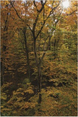 Kurt Shaffer Photographs Sunlight in a November Forest Canvas Art - 36.5 x 48