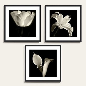 Contrast Botanical Art 16 x 16