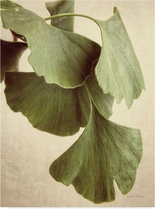 Debra Van Swearingen Gingko Color Canvas Art - 15 x 20