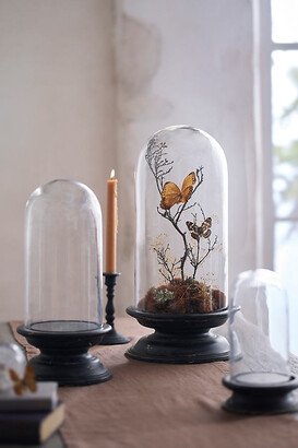 Glass Cloche with Distressed Wood Pedestal Base