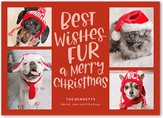 Holiday Cards: Festive Furry Fun Holiday Card, Red, 5X7, Christmas, Pearl Shimmer Cardstock, Square