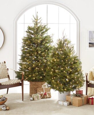 International Christmas Innovation Fresh Cut Real Douglas Fir Christmas Tree, 3'-4'