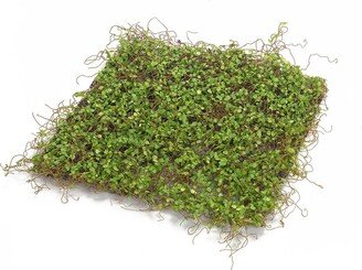 Moss Mat