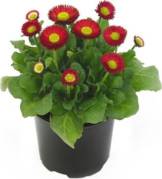 Bellis Seeds Bella Daisy Red 25 Pelleted English