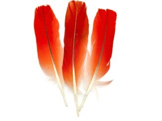 Pluma De Loro, African Grey Parrot Feathers, Ikodidere, Macaw Feather, Red Loro Ikoide, Iye, Feather