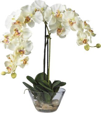 Phalaenopsis Flower Arrangement with Glass Vase