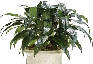 Aspidistra Plant