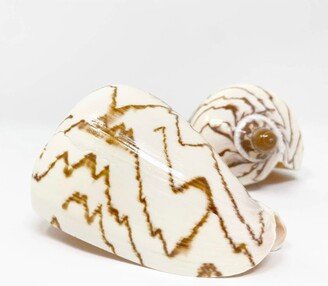 Voluta Nobilis Brown & White Seashell