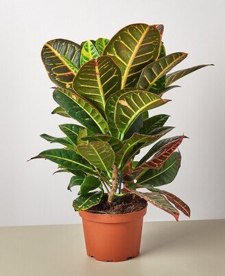 House Plant Shop Croton Petra 'Joseph's Coat' Live Plant, 6 Pot