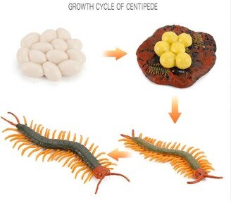 Centipede - Life Cycle Pvc Model Toy, Around 4-8cm-Nature History Education, Kids Gift, Collection, Insect