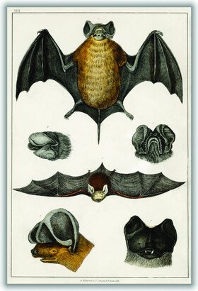 Stanley Print House Collection Of Bats Ii