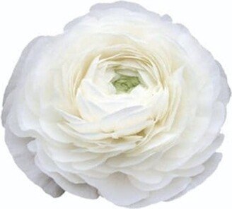 Bianco 200B Elegance Ranunculus Larger