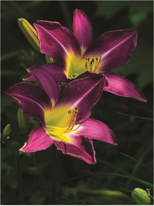 Kurt Shaffer Photographs Pair of Blooming Daylilies Canvas Art - 19.5 x 26