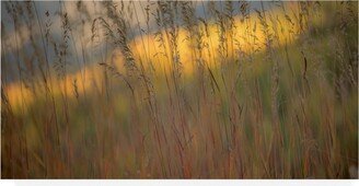 Dan Ballard Tall Grass 7 Canvas Art - 15.5 x 21