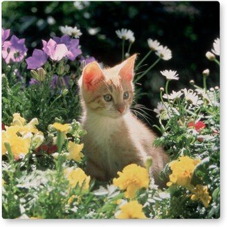 Photo Tiles: Kitten In A Bed Of Flowers Photo Tile, Metal, 8X8, Multicolor