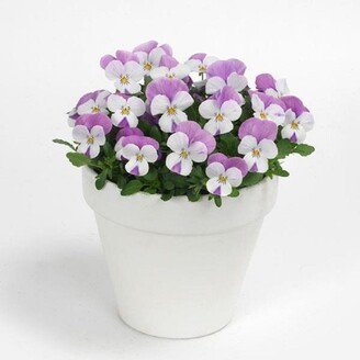 Viola Seeds Sorbet Xp Pink Wing 50