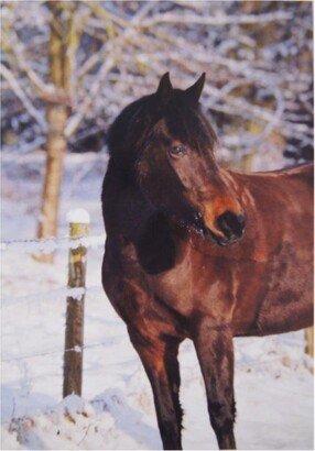 Kevin Milner Bay Horse In The Snow Christmas Card