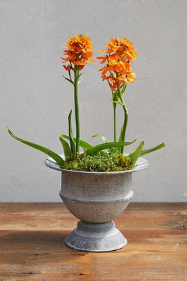 Maidenhair Urn Planter