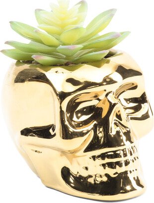 Succulent In Metallic Skull Decor