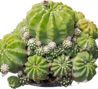 Rainbow Bursts Flowering Cactus Great Flowers Round Barrel Ball Cluster Great Outdoor Easter Illy Cacti