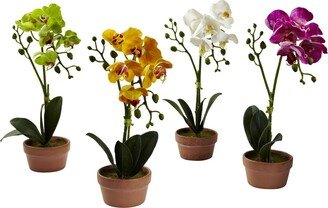 4-Pc. Phalaenopsis Orchid Set with Clay Vases