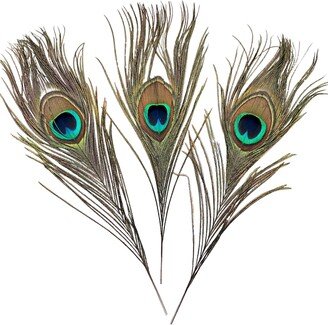 Peacock Feather -