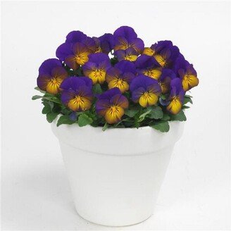 Viola Seeds Sorbet Xp Morpho 50