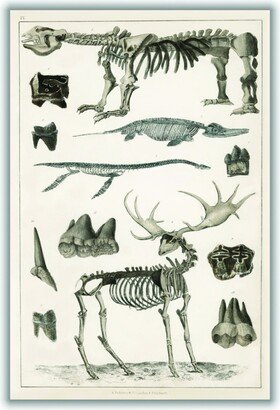 Stanley Print House Animal Bone Structures