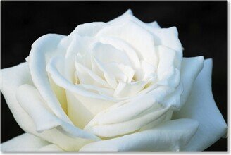 Kurt Shaffer 'White Rose Ii' Canvas Art - 24 x 16