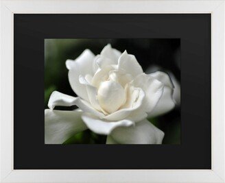Kurt Shaffer Lovely Gardenia Matted Framed Art - 20 x 25