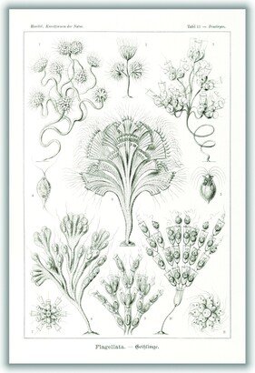 Stanley Print House Flagellata–Geiklinge By Ernst Haeckel