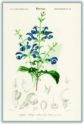 Stanley Print House Salvia Patens