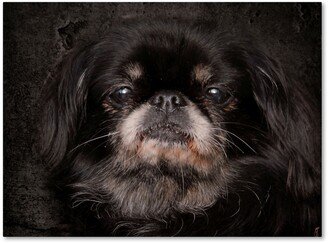 Jai Johnson 'Black Pekingese Portrait' Canvas Art - 24 x 18 x 2