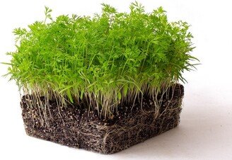 Carrot Microgreen Seeds | Non-Gmo Heirloom For Sprouting