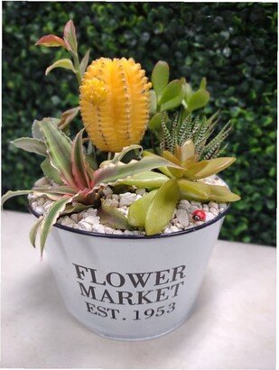 Flower Market Rustic Black & White Tin Planter With Or Without Live Succulent Kit /Diy Easy/Pot Cactus Aloe Gift Decor