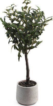 2ft Olive Tree In Stone Pot