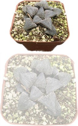 Haworthia Purple Hybrid | Blue Diamond, Mordor Hybrid