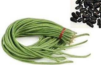 25 Black Seeded Yard Long Beans, Kurosanjaku, Vigna Unguiculata, Asparagus Bean Vi0225