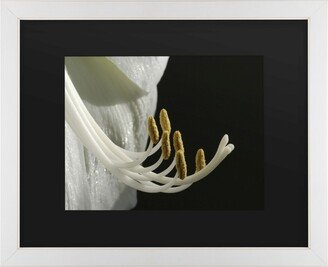 Kurt Shaffer Intimate Amaryllis Matted Framed Art - 20 x 25