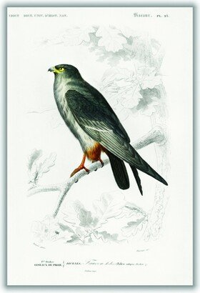 Stanley Print House Red-Footed Falcon