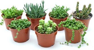 Succulent Bundle 3-Pack, 5-Pack, 7-Pack - String Of Pearls, Bananas, Dolphins, Fish Hooks, Tears, Sedum Burrito, Crassula Baby Necklace