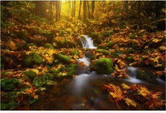 Darren White Photography Golden Creek Cascade Canvas Art - 15.5 x 21