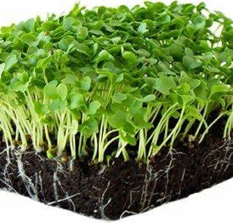 Vates Blue Scotch Curled Kale Microgreen Seeds | Non-Gmo Heirloom