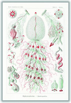 Stanley Print House Siphonophorae–Staatsquallen Iiii By Ernst Haeckel