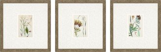 Paragon Picture Gallery Antique-Like Botanical I Framed Art, Set of 3