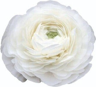 Bianco 200B Elegance Ranunculus Corm Bulb