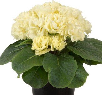 Primula Seeds Paradiso Double Lime 25 Seeds