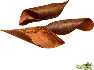 Curved Brownie Pods | 3 Pack Botanicals Bioactive Aquarium Terrarium Vivarium Paludarium