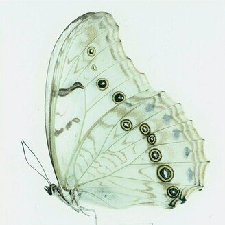 Rarely Offered Unmounted Morpho Polyphemus Female - Oaxaca Ready To Rehydrate It